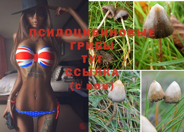 гидра Вязьма